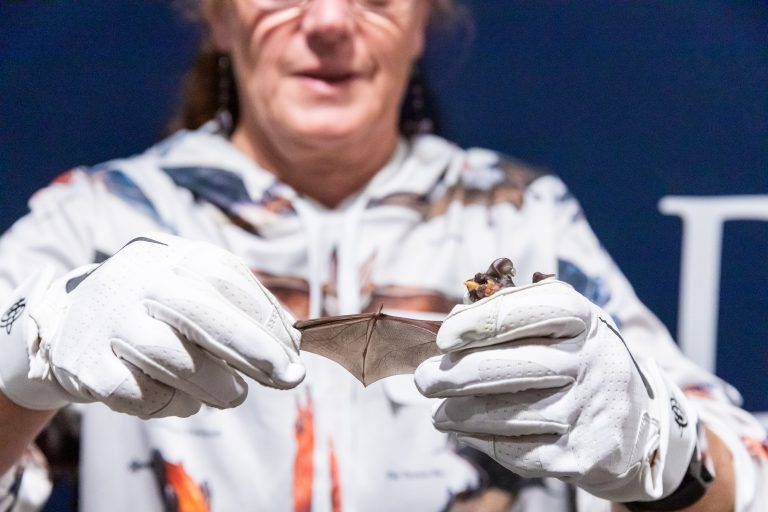 Scientist holding a bat and stretching out its wing.